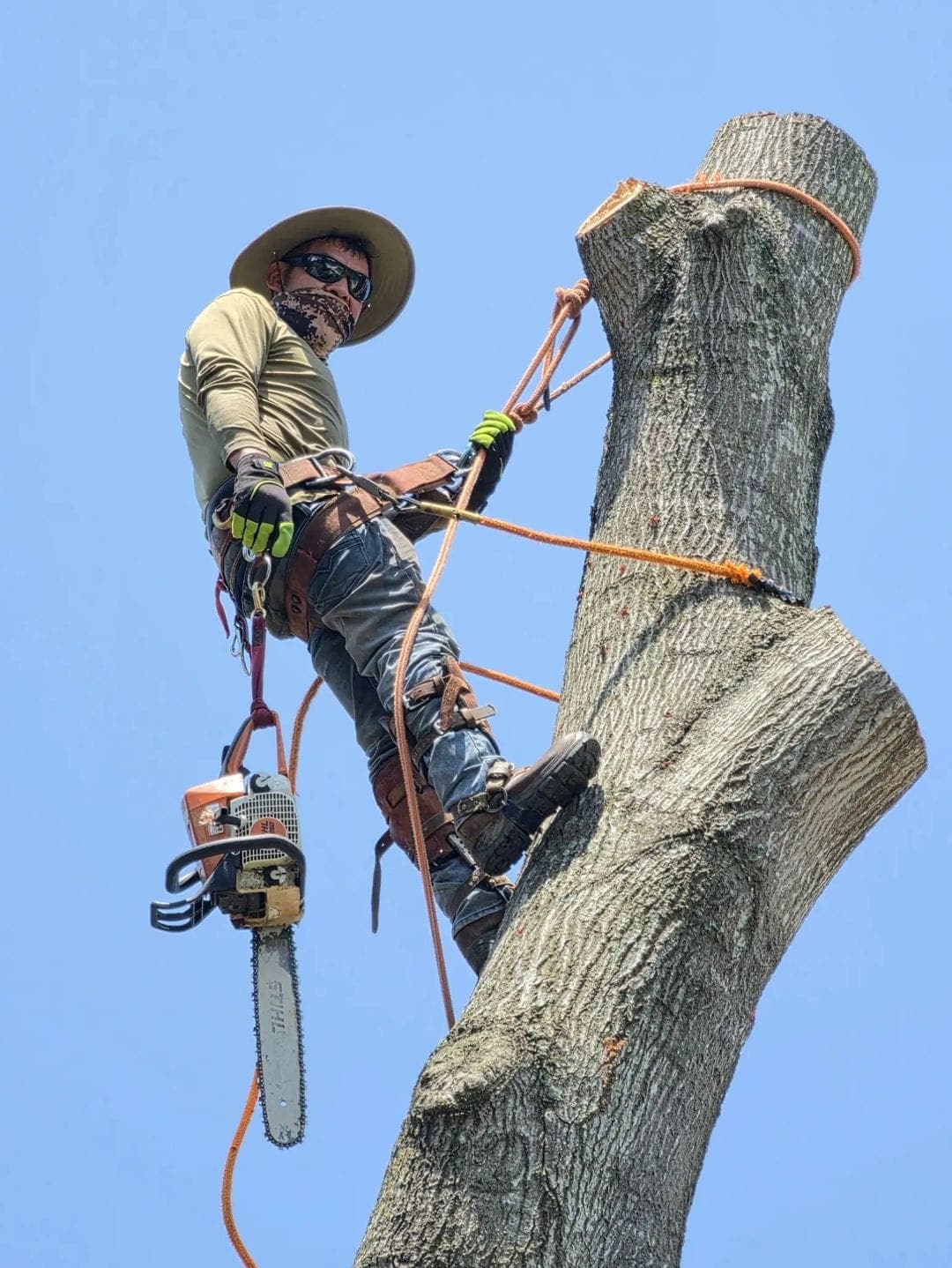 Climber ascending a large tree trunk with full safety gear