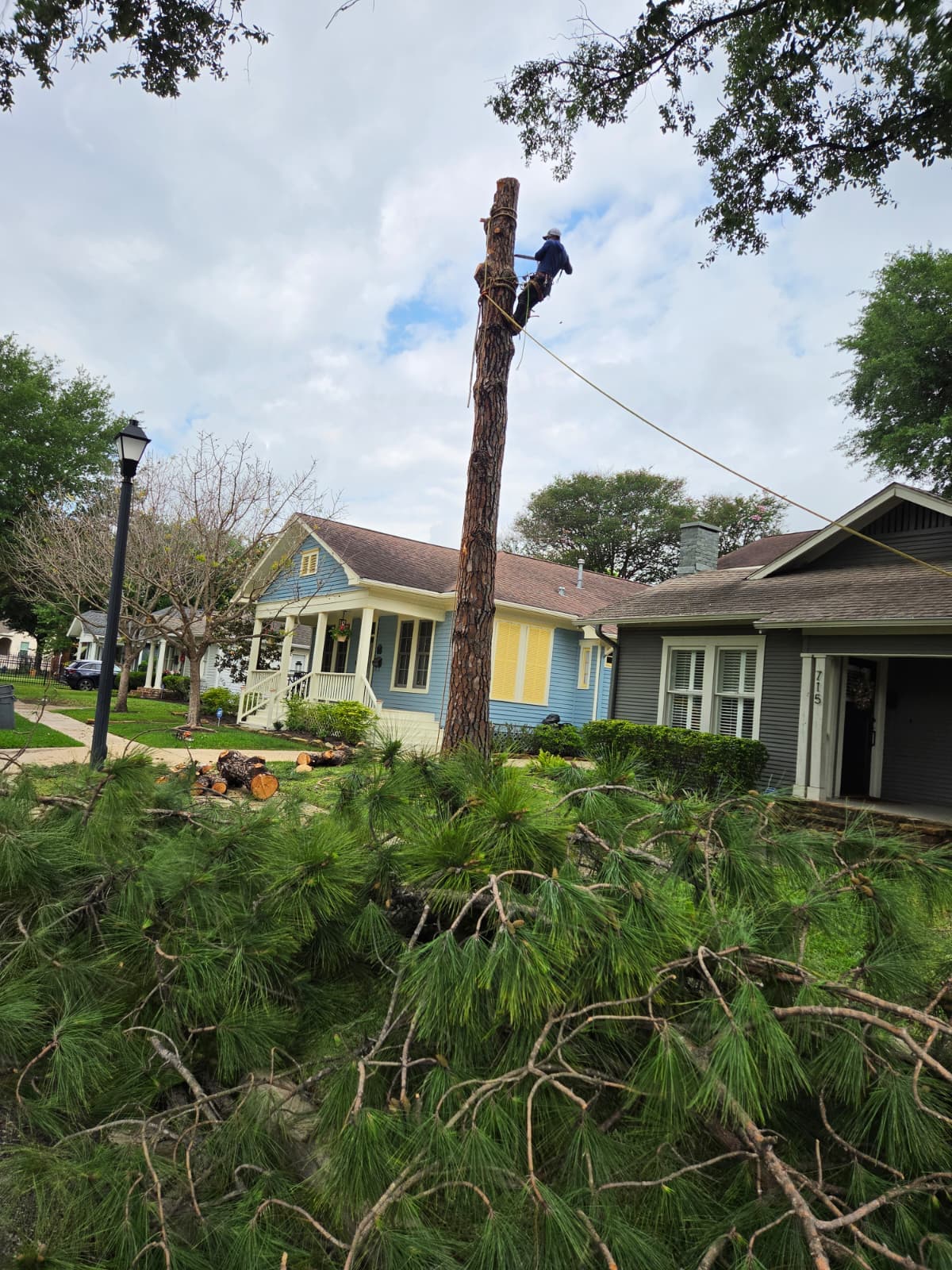 Large pine tree removal beside a historic home