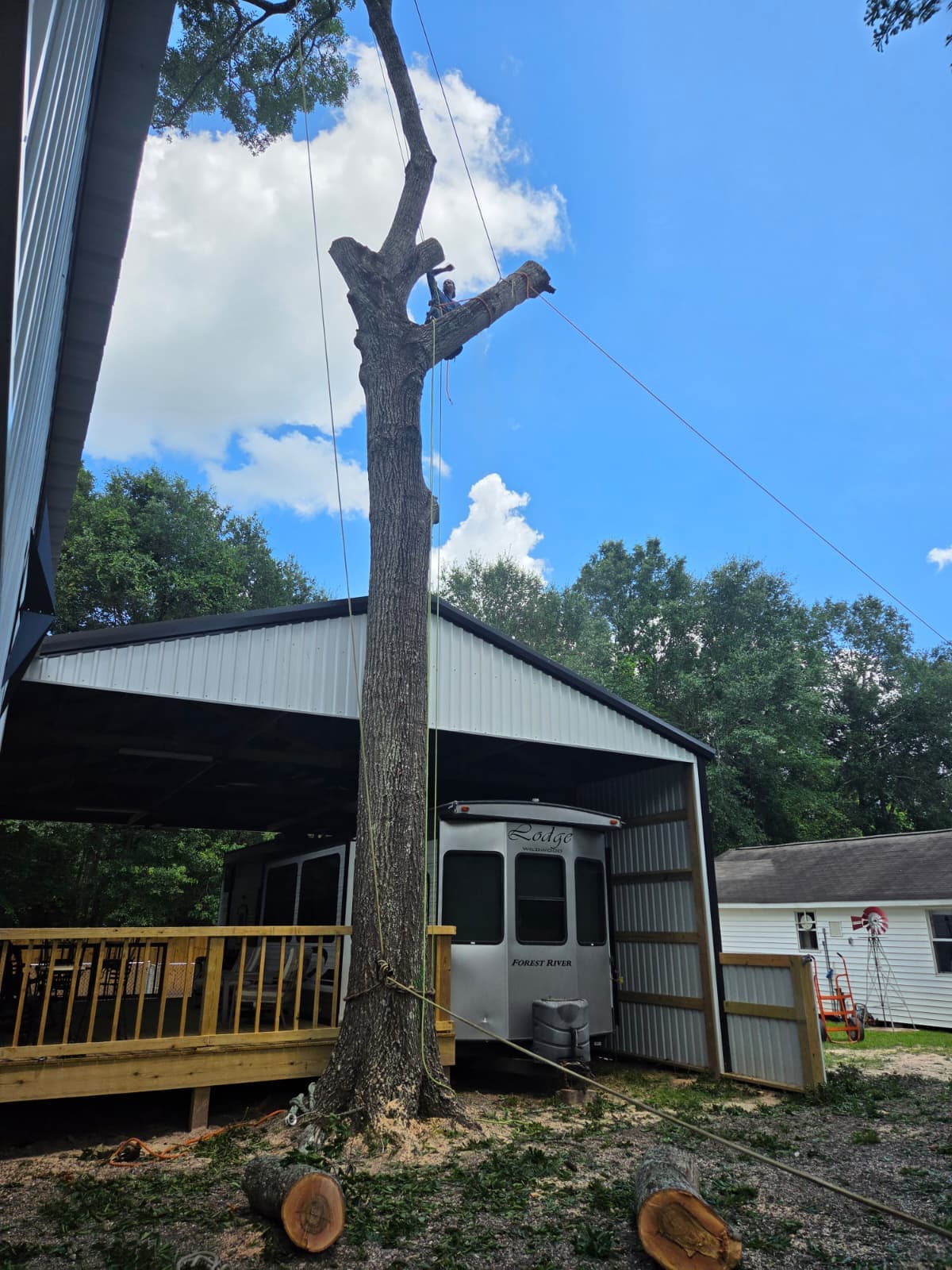 Climber trimming a large tree in a tight space beside a carport