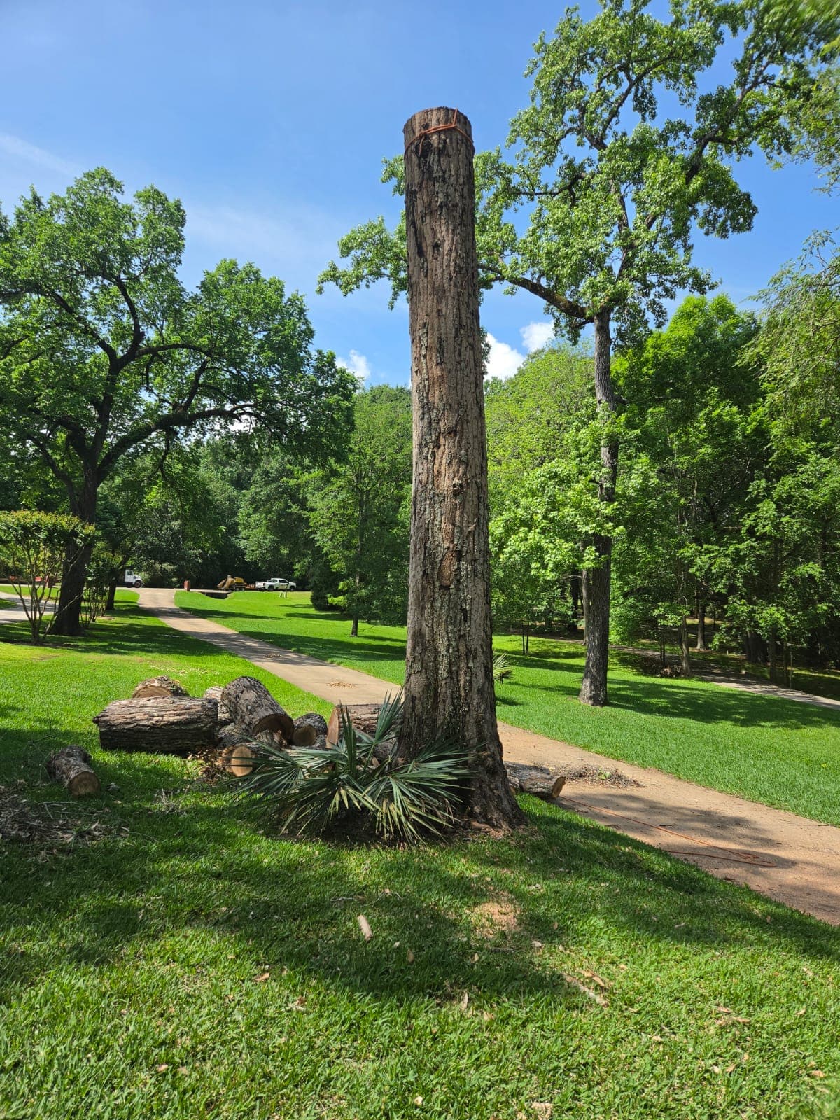 Large tree sectioned down to the trunk with logs bucked and stacked on the lawn