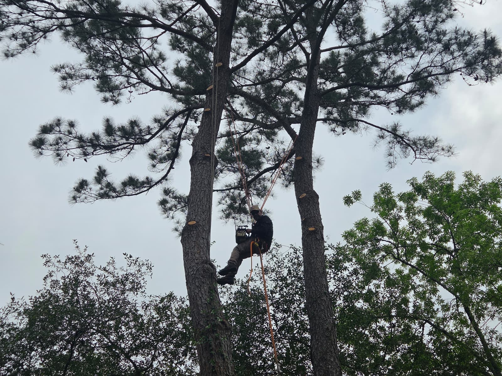 Romero Green Tree Service climber working high in a pine tree canopy