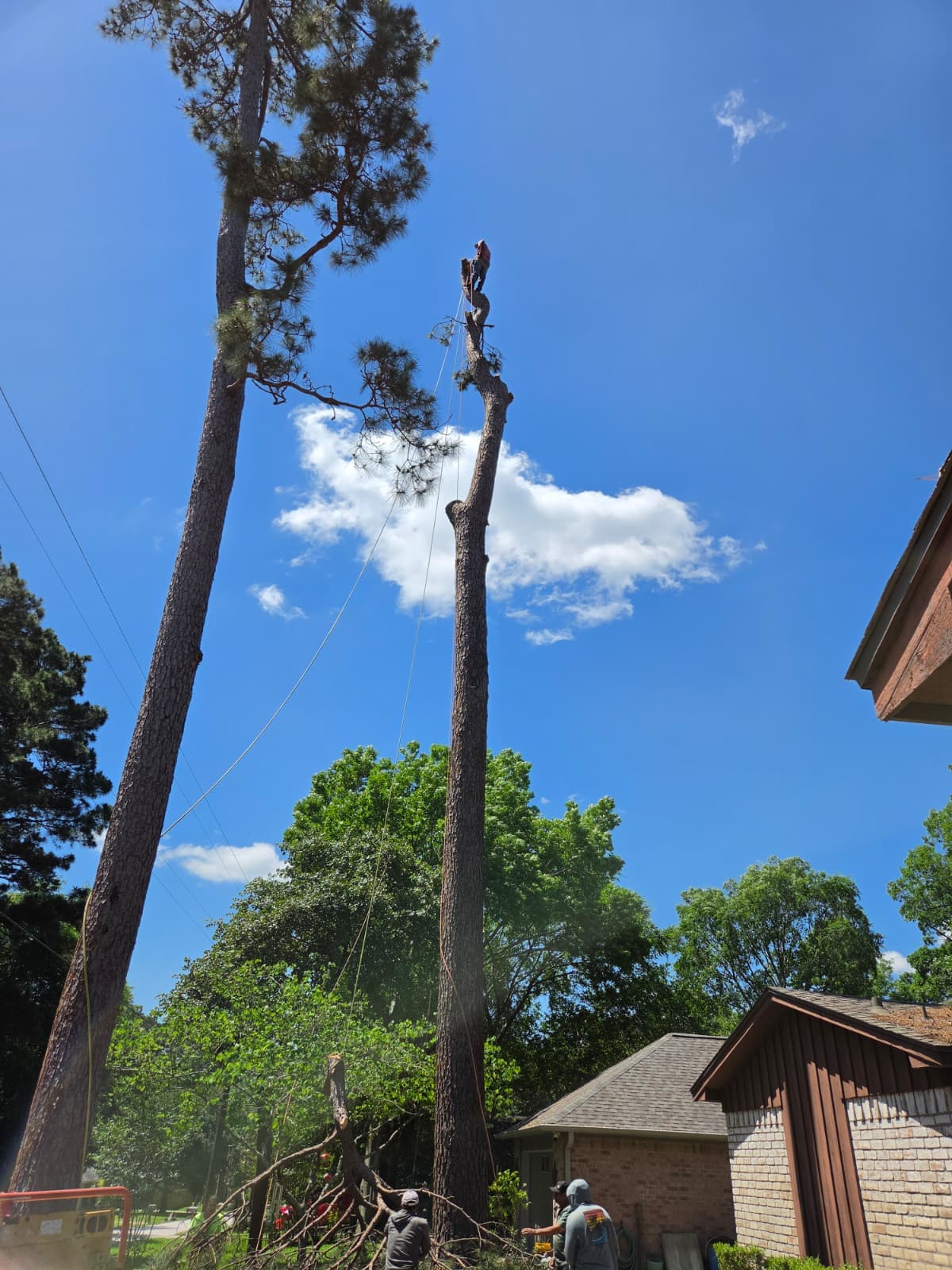 Romero Green Tree Service crew removing two tall pine trees beside a home